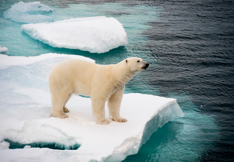 Artificial intelligence can predict the future of Arctic sea ice
