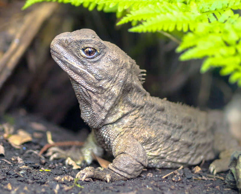 Early ancestor of lizards and snakes discovered in Argentina