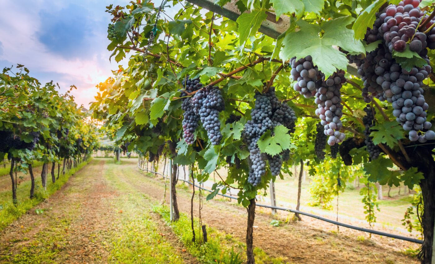 Vineyards can still thrive in times of water shortages