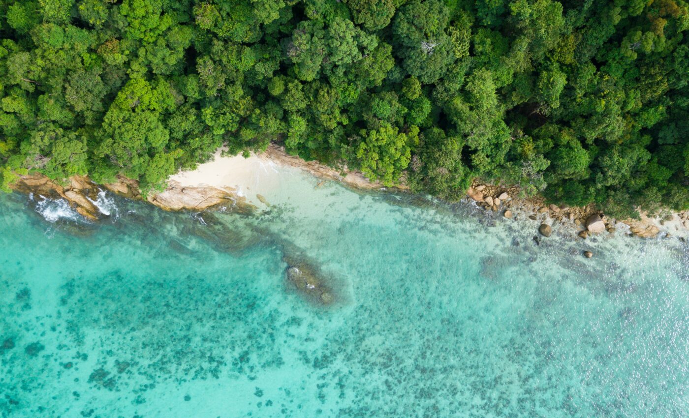 Reforestation needed to save coral reefs from sediment run-off