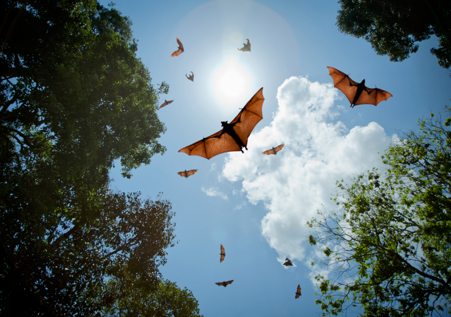 How do bats resist COVID-19 infection?