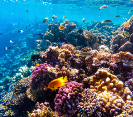 2021/09/Reef-biodiversity.png
