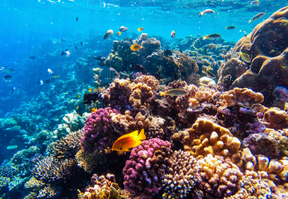 Coral reef biodiversity expected to shuffle but not decline