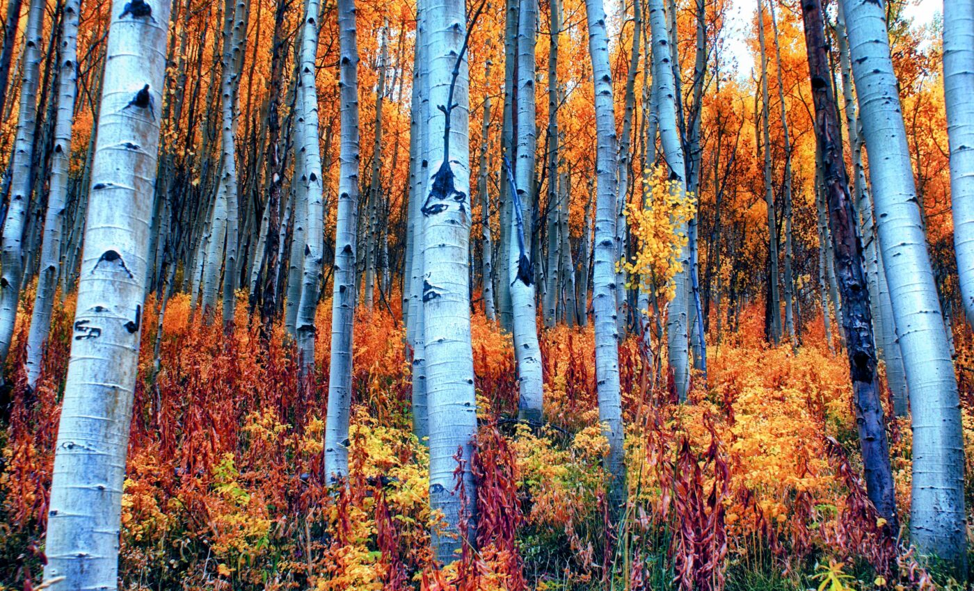 Aspen trees change their genetic structure to adapt