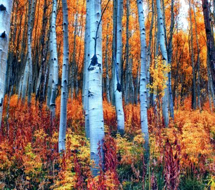 Aspen-trees.jpg