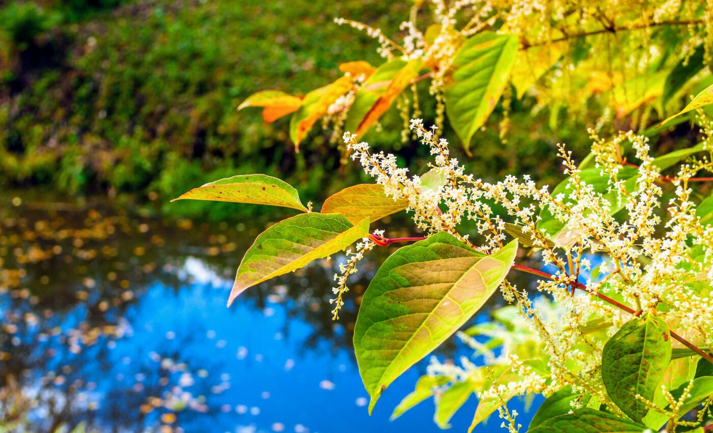 Japanese knotweed could lower cancer risk of processed meat