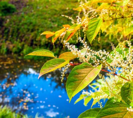 Japanese-knotweed.jpg