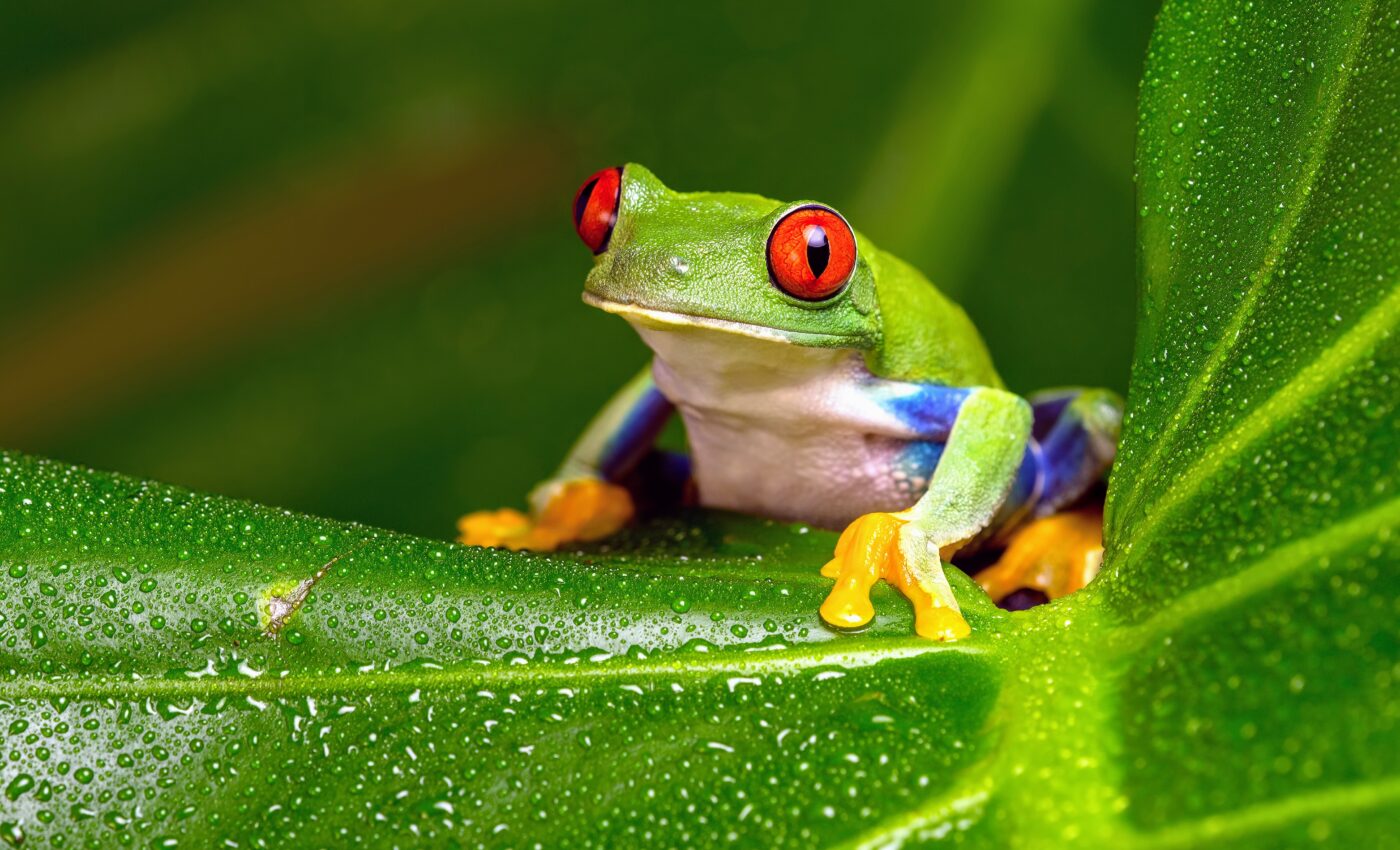 Indigenous leaders call on the world to save the Amazon