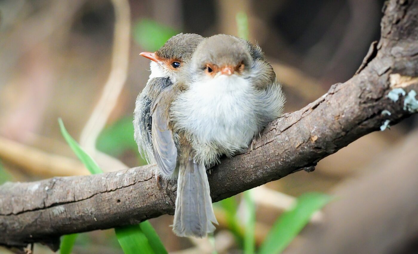 Baby birds can learn sounds before they've even hatched