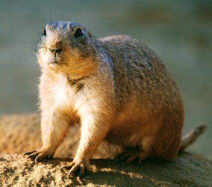 Pocket-gophers.jpg