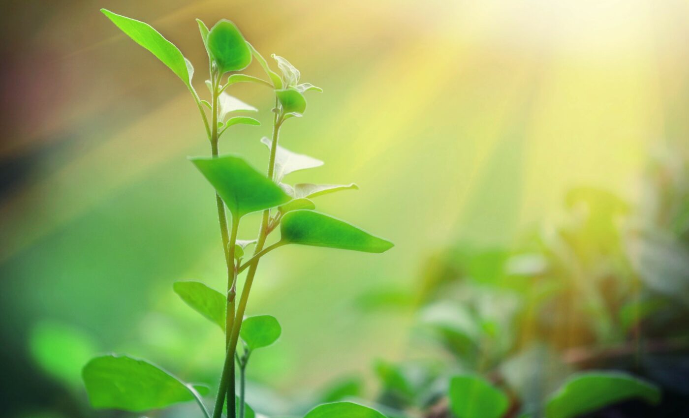 Scientists investigate the origin of photosynthesis