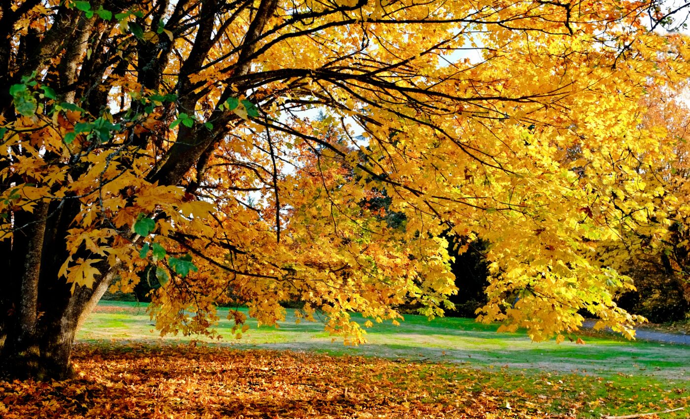 Bigleaf Maple decline caused by hot, dry summers