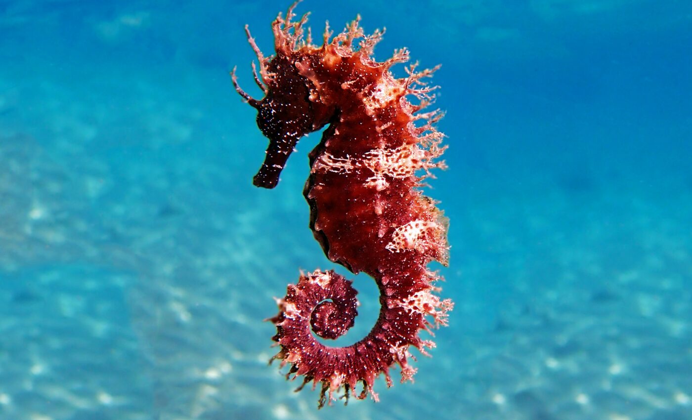 Seahorses may be slow, but they are fierce ambush predators