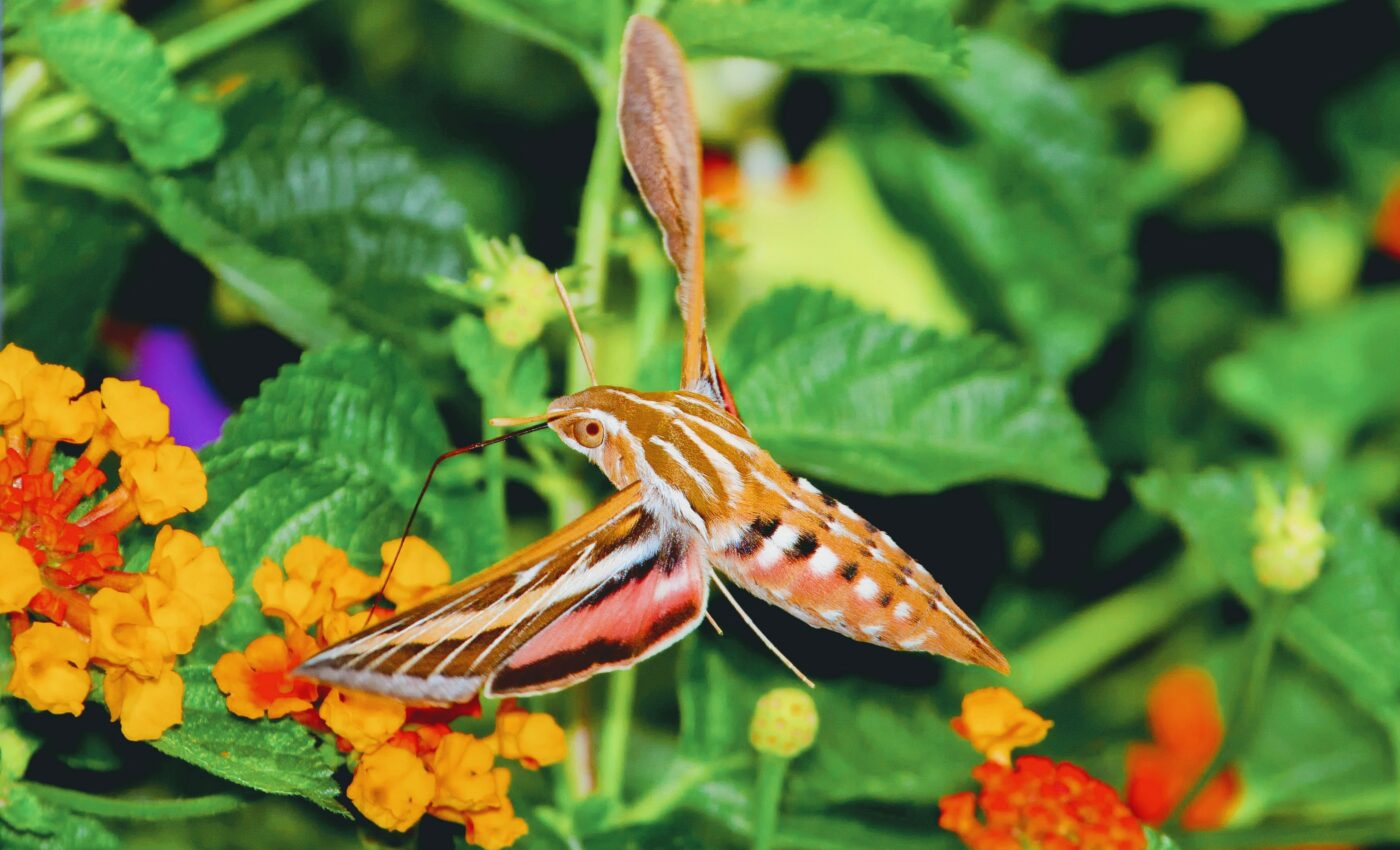 Moth with the longest tongue of any insect is a new species