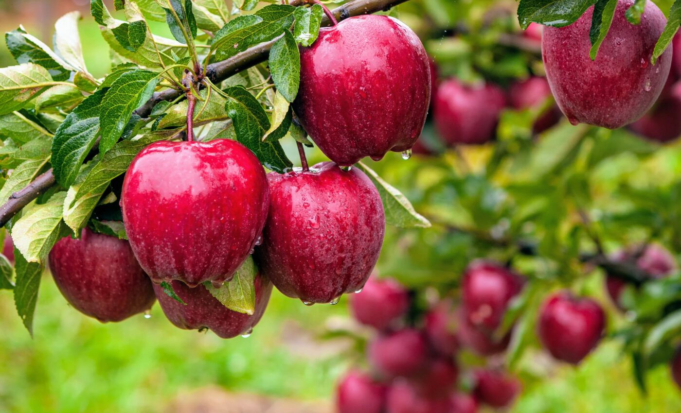 How do apples get their shape?