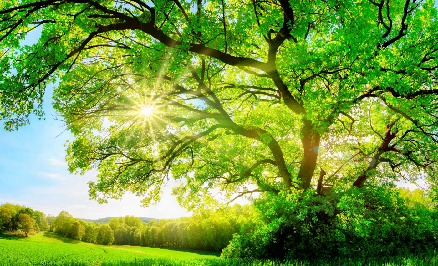 Old oak trees ramp up photosynthesis in response to rising CO2