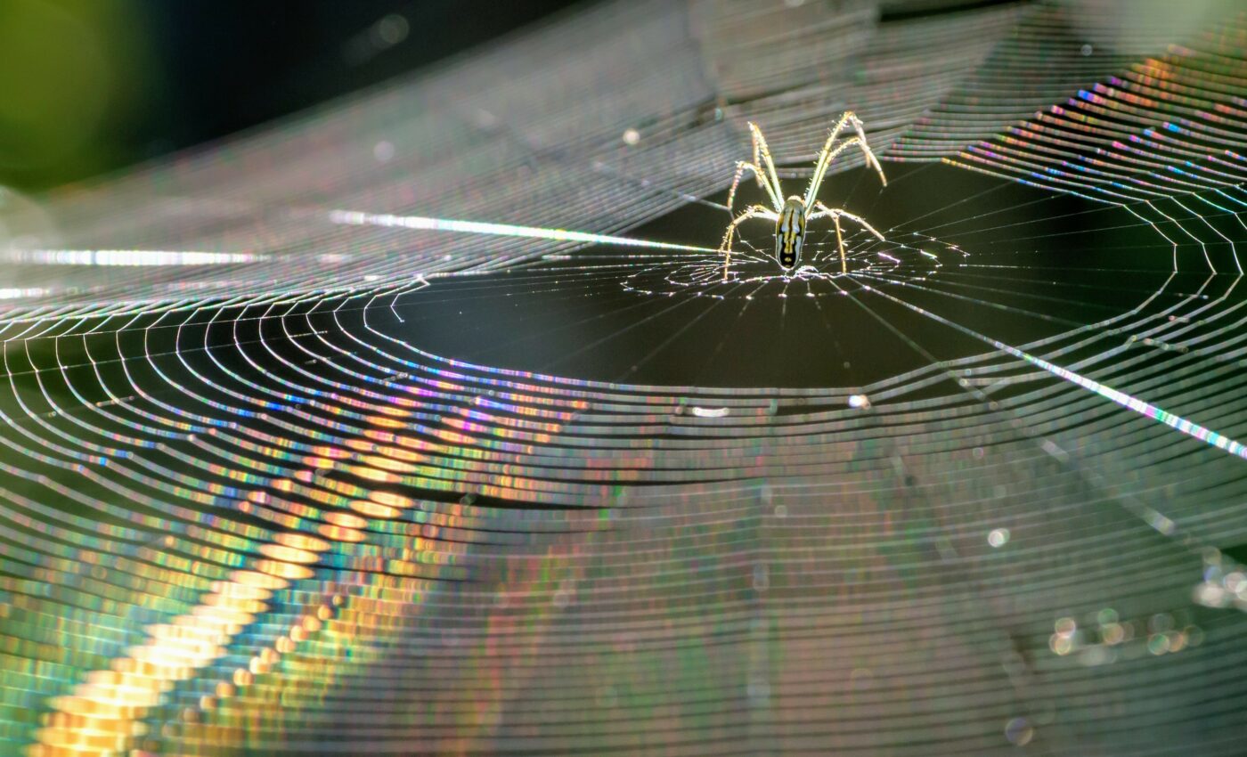 Antimicrobial property of spiders’ silk is a myth