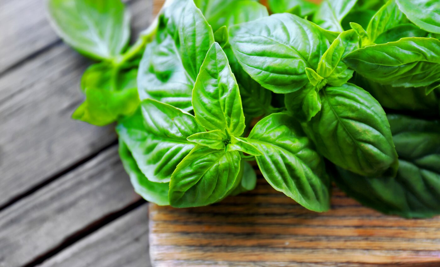 Compound found in basil plants may prevent Alzheimer’s