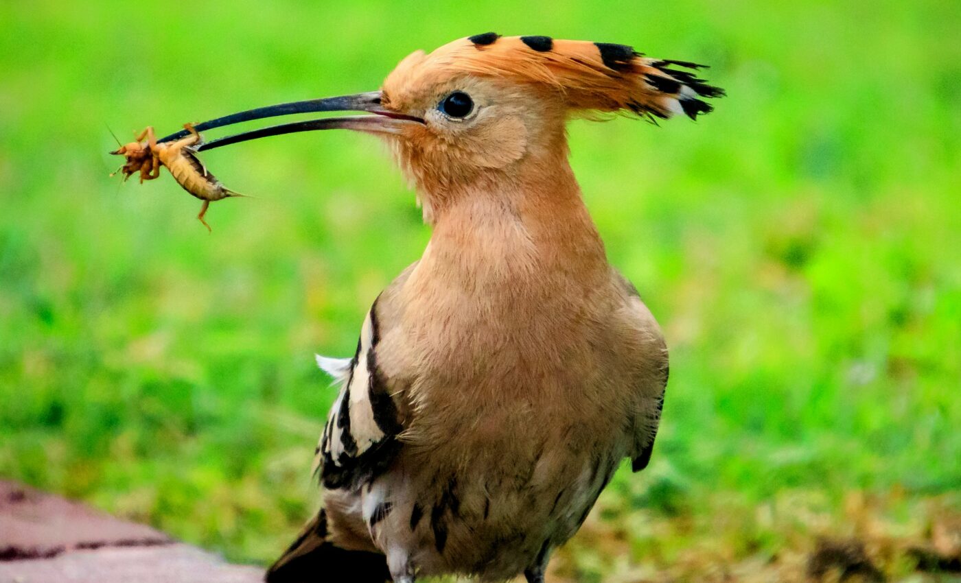 Birds can recognize plants that host toxic insects