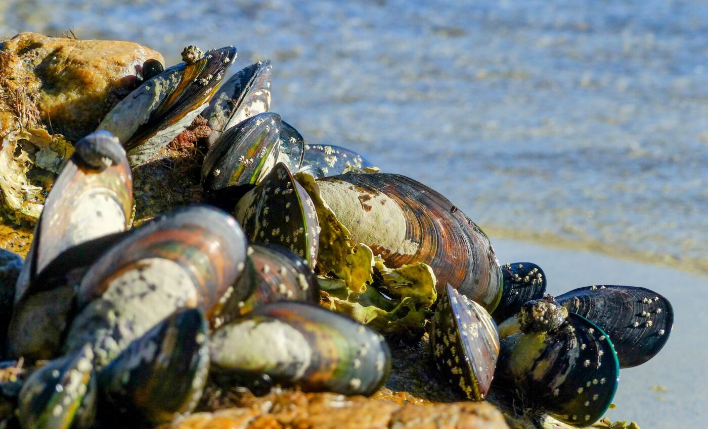 How do mussels make underwater glue?