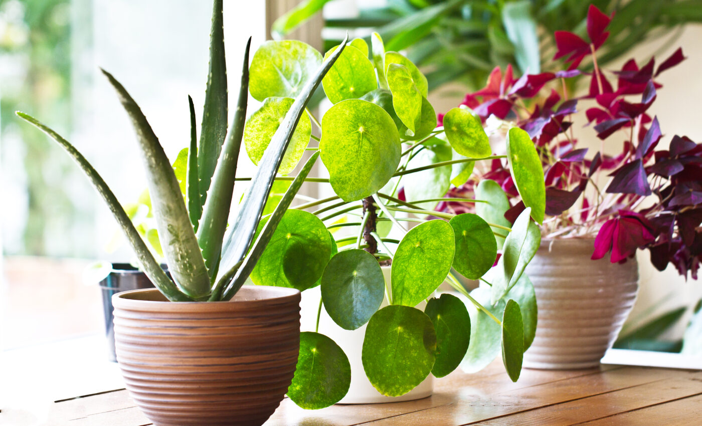 Houseplants improve mood and productivity