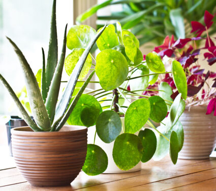 House,Plants,Display.,Indoor,Plants,In,Window