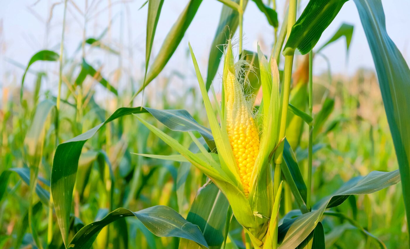 Planting sweet corn at high densities improves yield