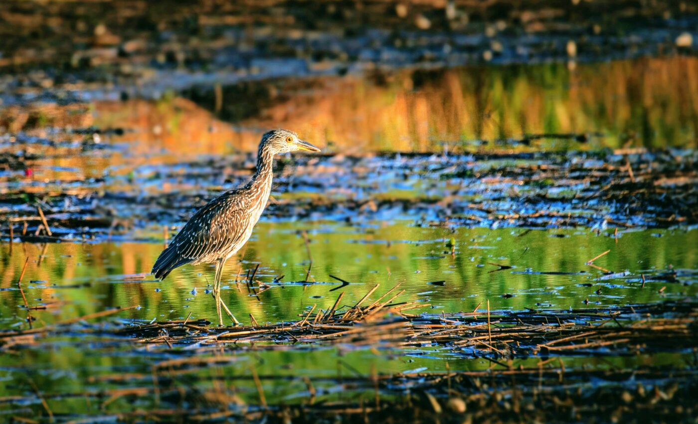New Jersey's tidal marshes are vanishing