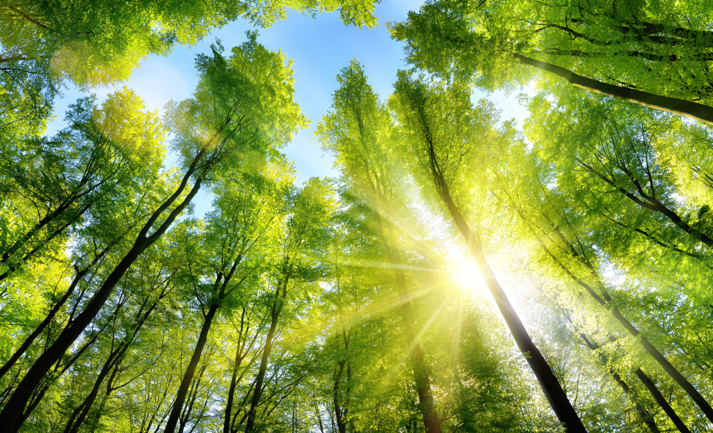 A plant’s response to light can be manipulated