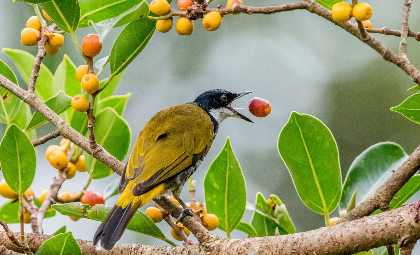 How plants disperse their seeds