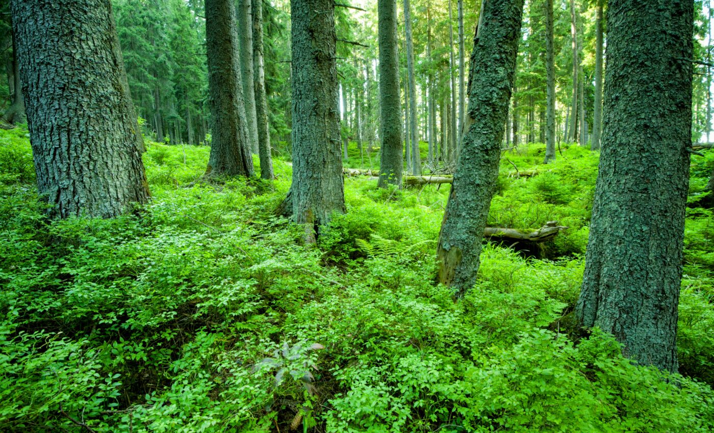 Carbon sinks are a powerful weapon against climate change