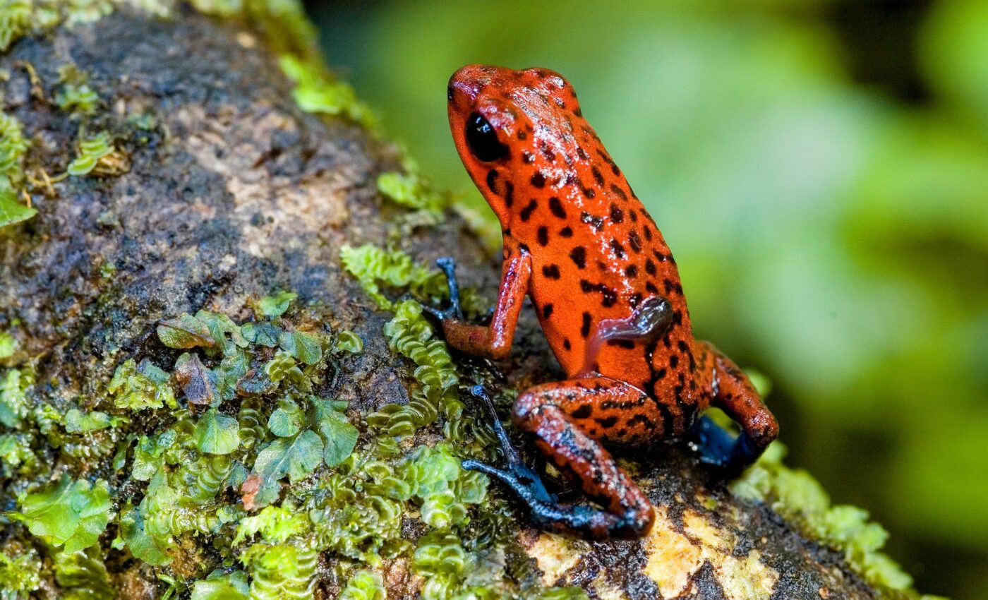Photosynthesis can supply oxygen to tadpole brains