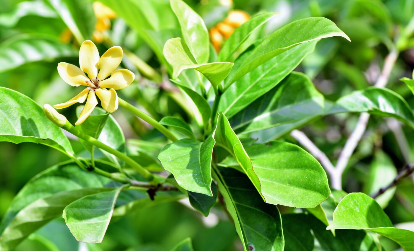 Plant-based jet fuel could reduce carbon emissions by 68 percent