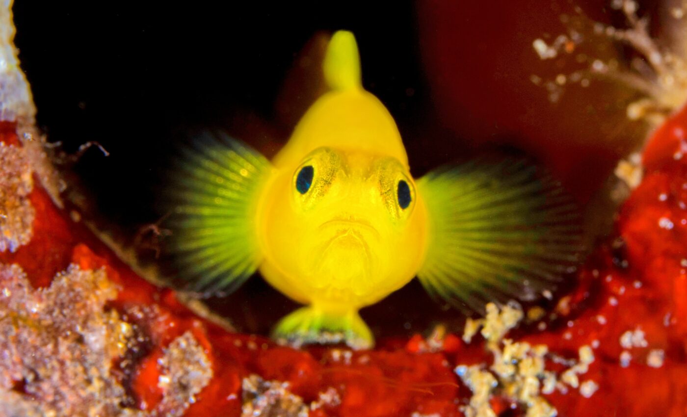 Gobies produce better camouflage when they are alone