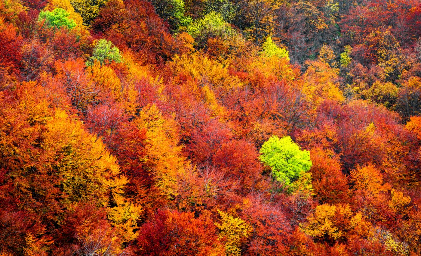 Invasive shrubs are transforming Northeastern forests