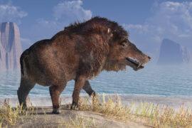 Andrewsarchus,,An,Extinct,Creature,Of,The,Eocene,Period,,Was,Possibly