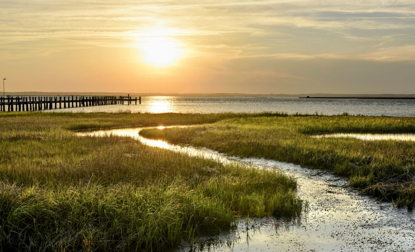 Marshes protect shorelines against inclement weather