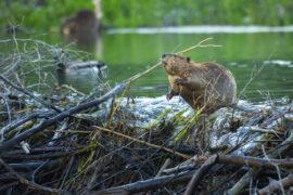 A,North,American,Beaver,Works,On,Its,Dam,In,Grand
