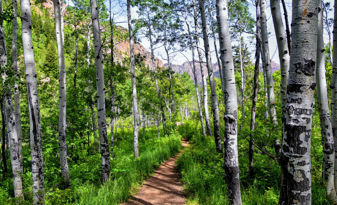 Secrets of forest mortality can be found underground