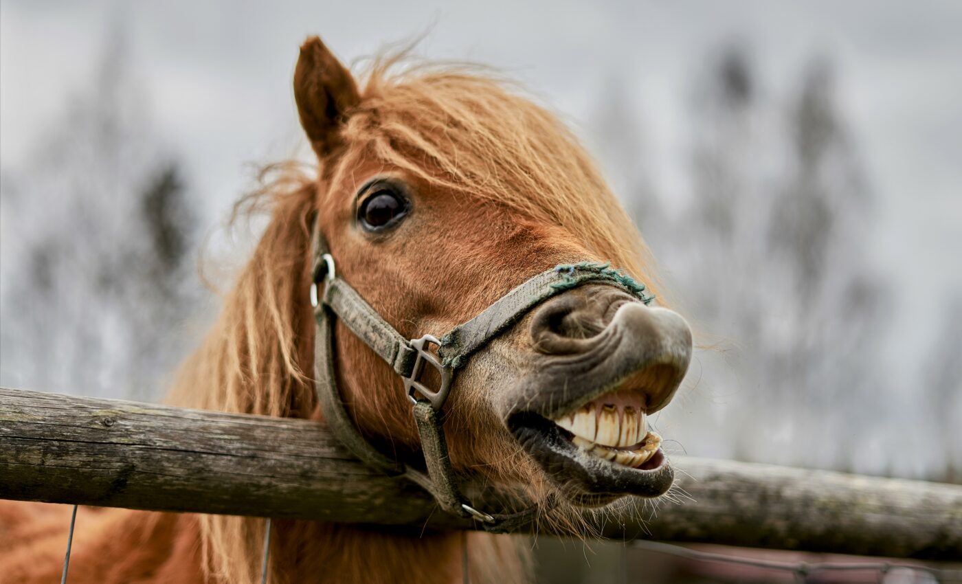 The origin of horse domestication has finally been revealed