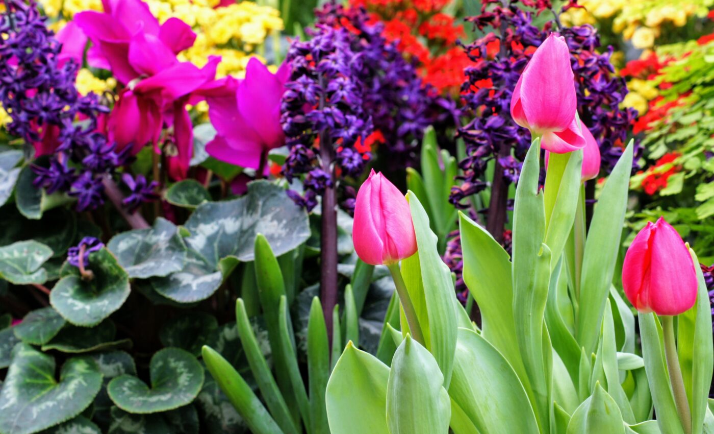 When faced with competition, some plants learn to self-pollinate