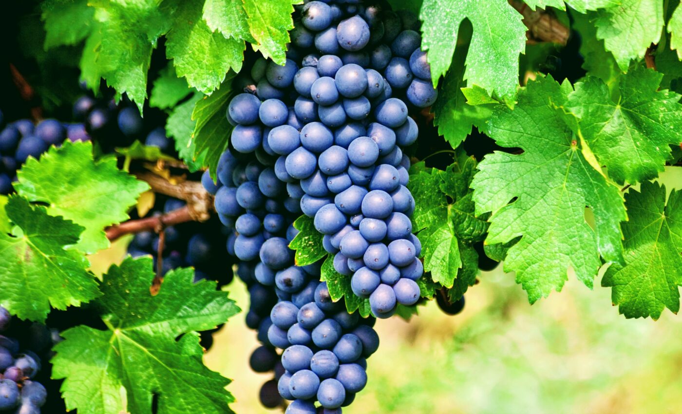 Red wine grapes have unexpected gut health benefits