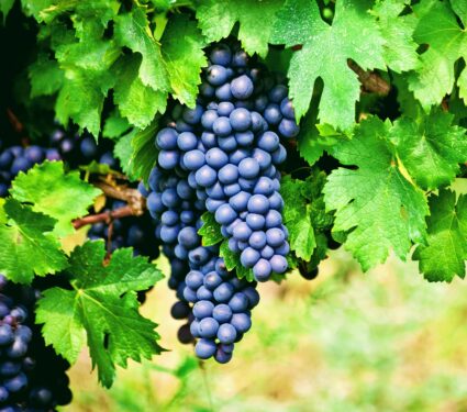 Red-wine-grapes.jpg