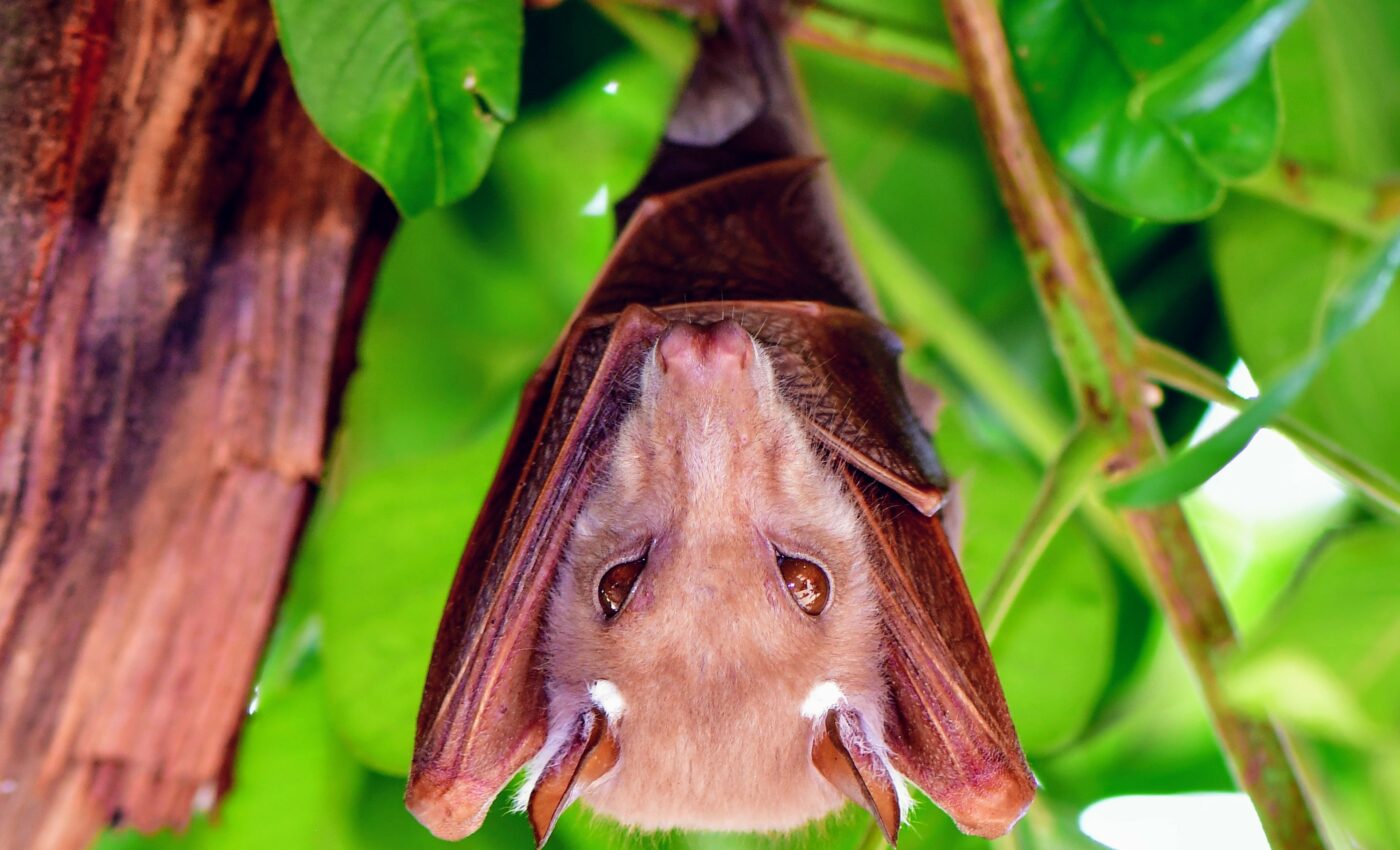 Bats have brains that synchronize when they socialize