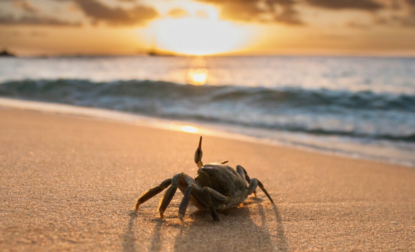 Tiny crab found in 100-million-year-old amber