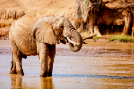 Kenya's most important waterway, the Tana River