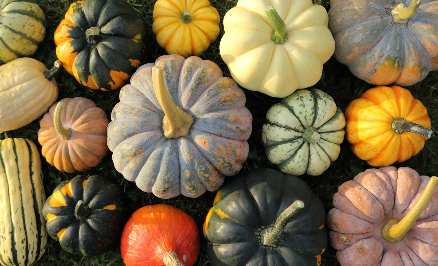 Enormous loss of crop diversity found in recent decades