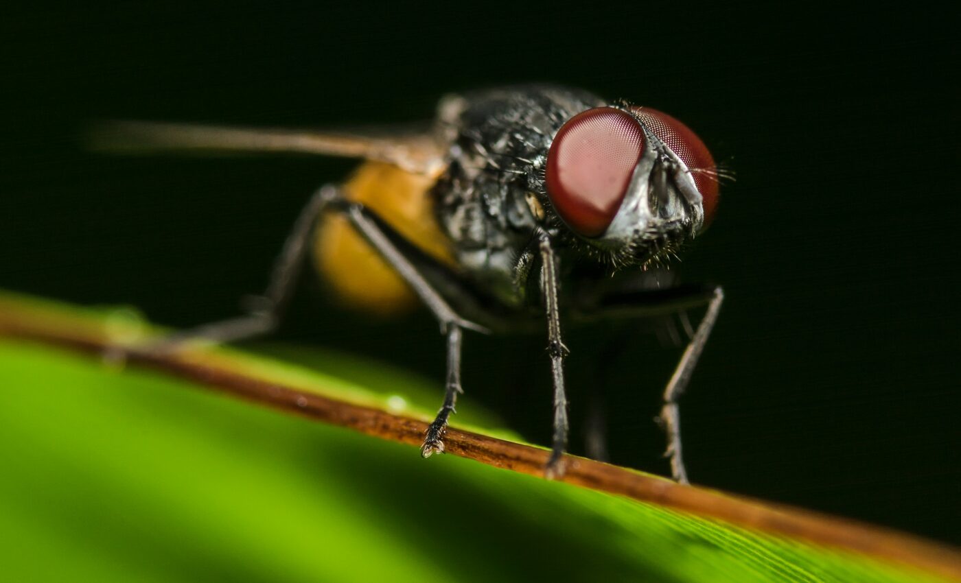 Flies respond to danger like humans