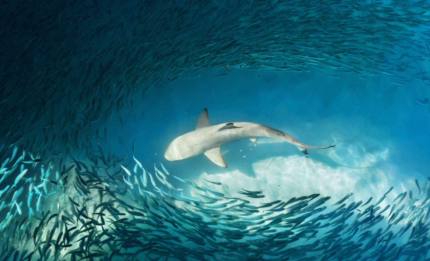 Shark attacks may be a simple case of mistaken identity
