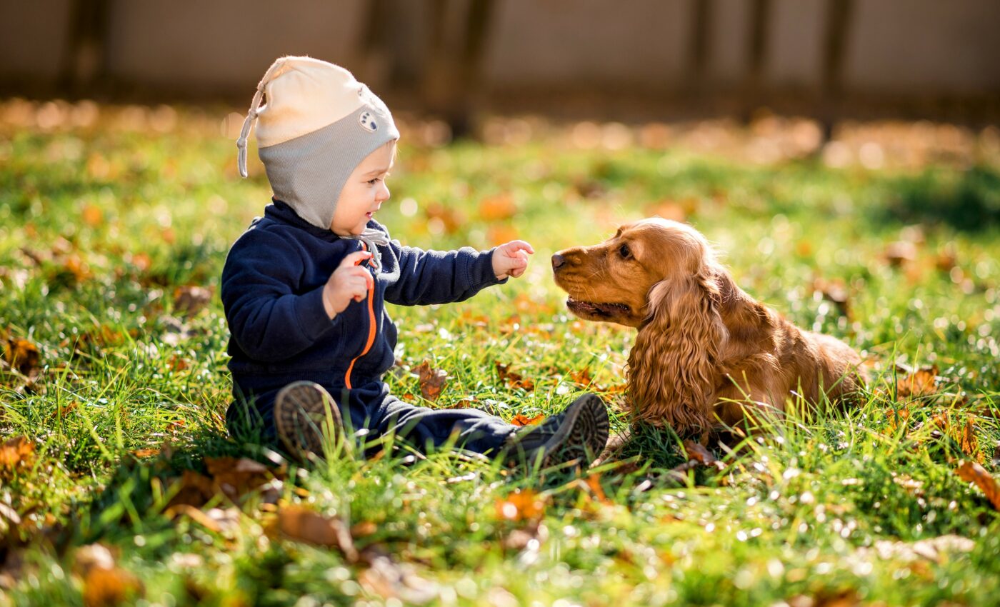Dogs and infants recognize words using similar brain regions